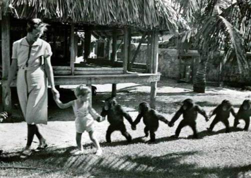 Chimps