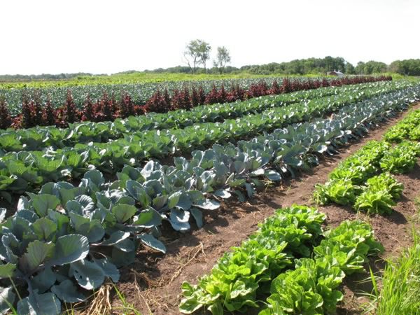 organic-farm-go-organic3